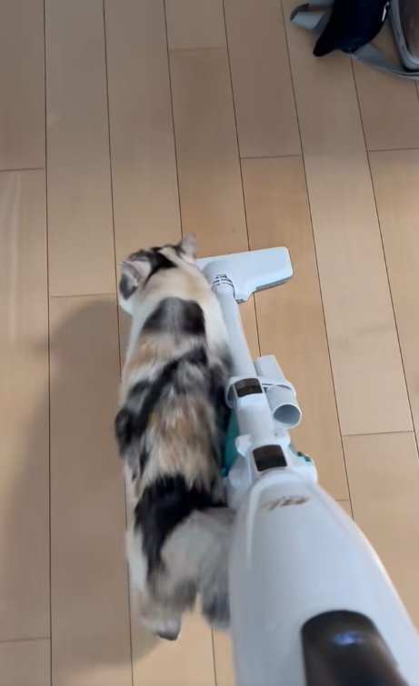 掃除機と並んで歩く三毛猫