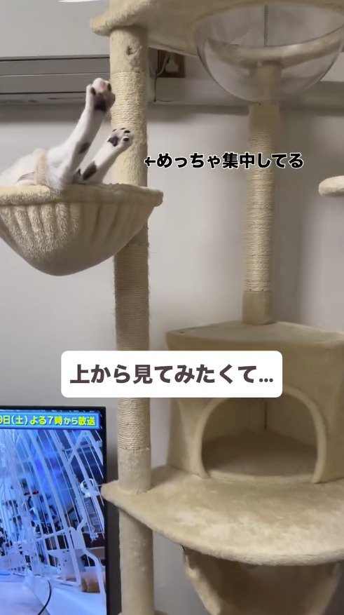 キャットタワーに上ってテレビを見下ろす猫