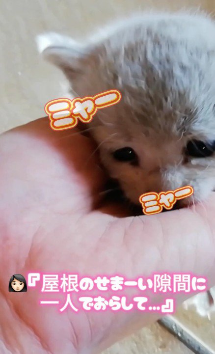 屋根裏から救い出された子猫