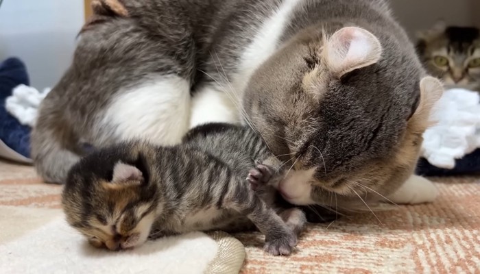 子猫のお尻を舐めて