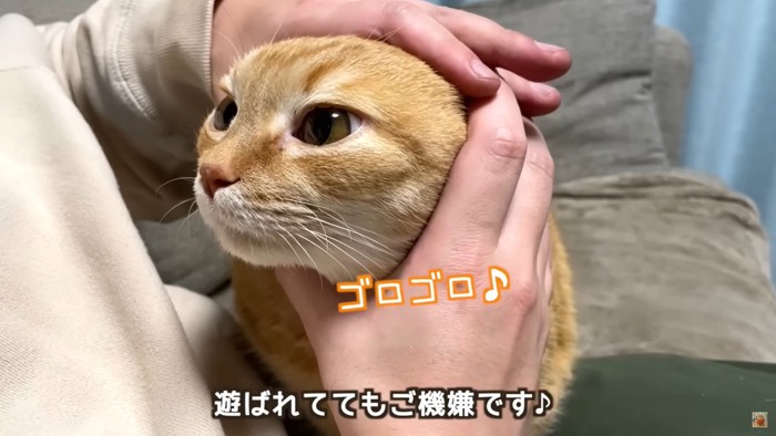 パパさんの指で顔を囲われるプリン