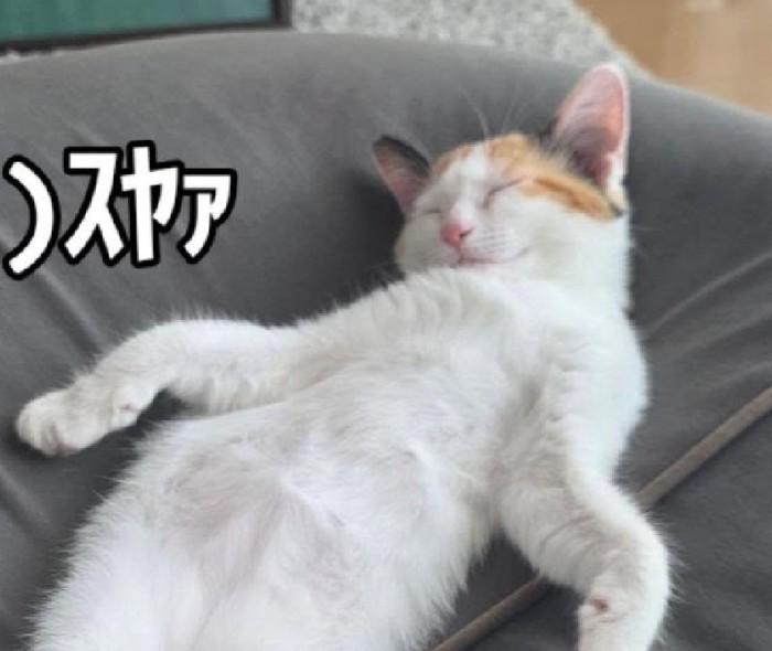熟睡する猫
