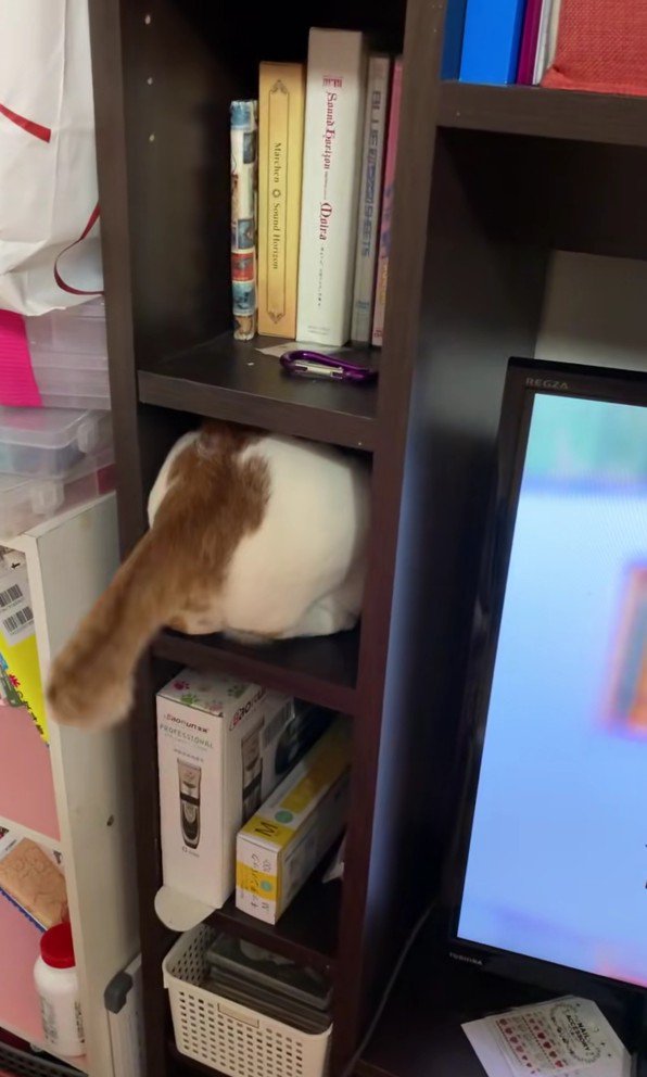 棚に入ろうとしている猫