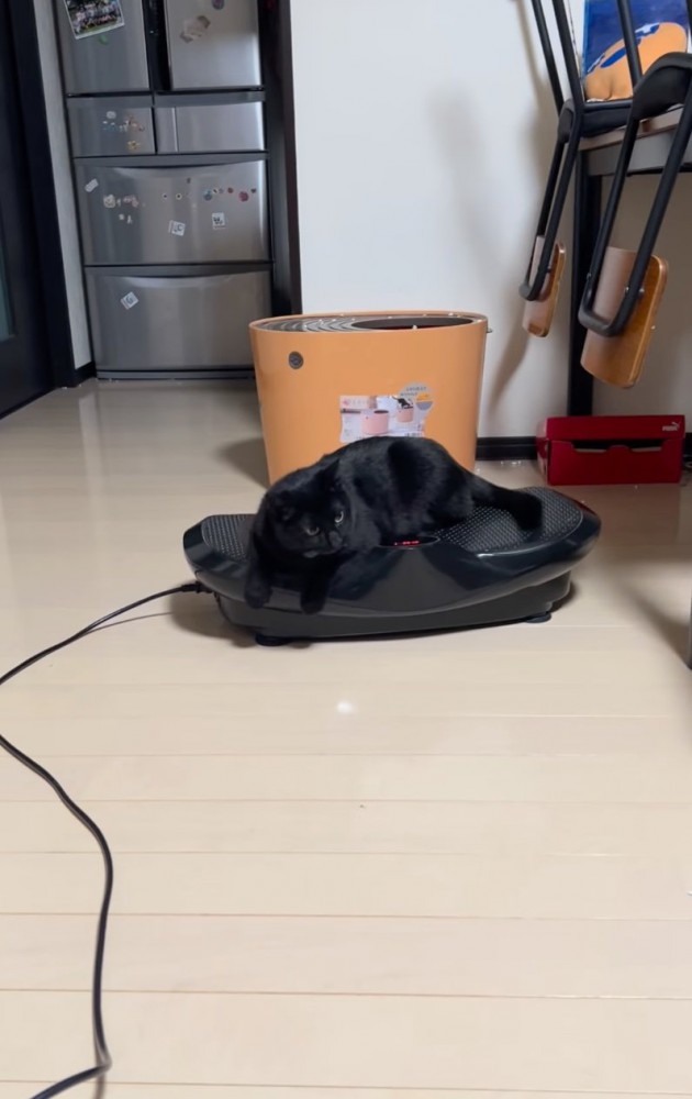 ブルブルマシンに乗る黒猫
