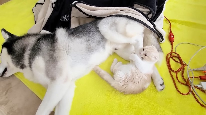 犬の足を噛む子猫