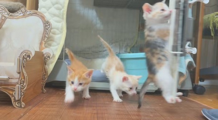 ケージから出る3匹