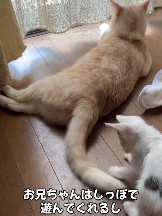 成猫のしっぽであそぶ子猫