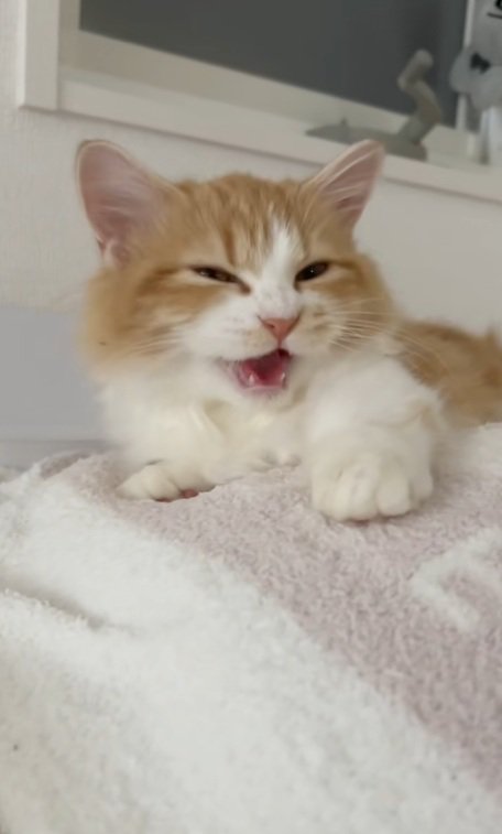 サイレントニャーをするマンチカン