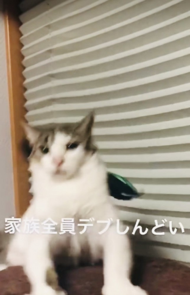 バランスを崩し後ろに落ちそうになるキジ白猫