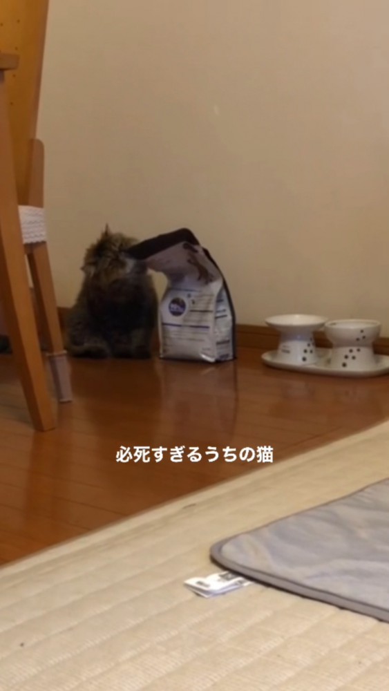 休憩中に袋からのごはんのにおいを嗅ぐぽちゃちゃん