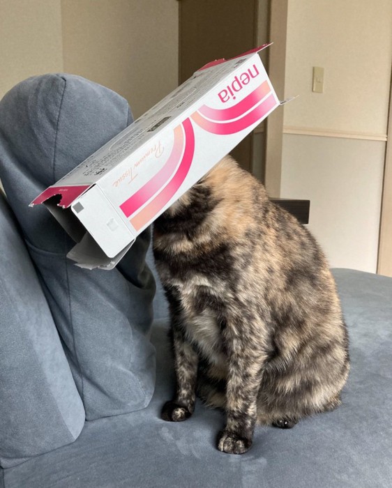 ティッシュの空き箱を被る猫2