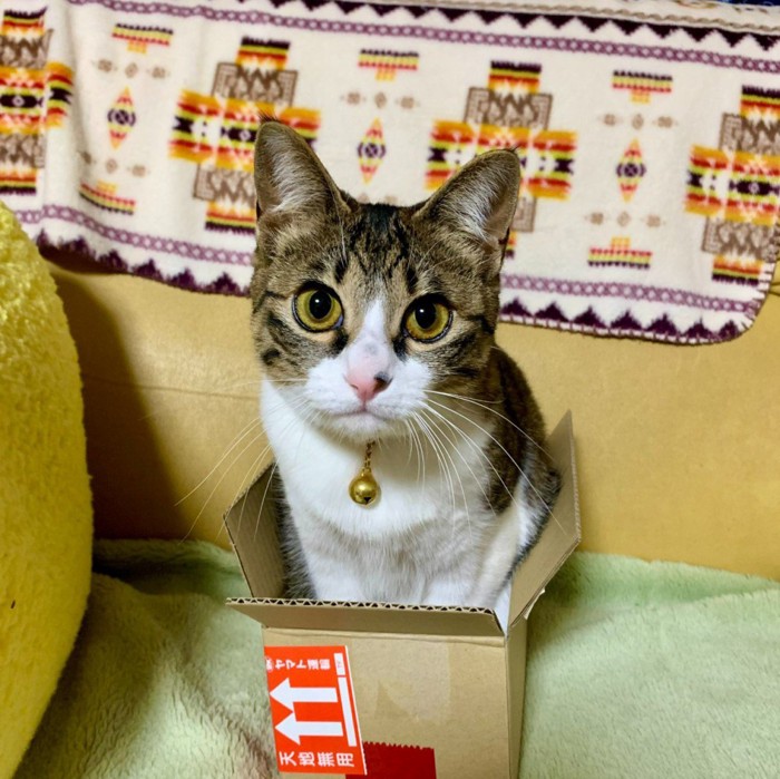 箱に入ってカメラ目線の猫