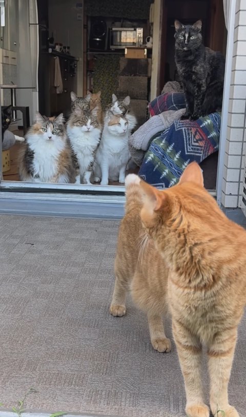 室内にいる猫たちを振り返っている茶トラと見つめる猫たち(アップ気味)