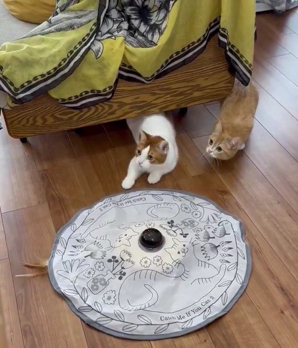 顔を上げる2匹の猫