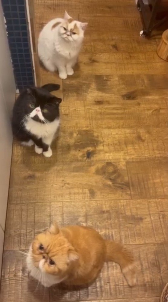 壁際に寄って列を作る3匹の猫
