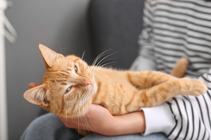 飼い主の膝でくつろぐ猫