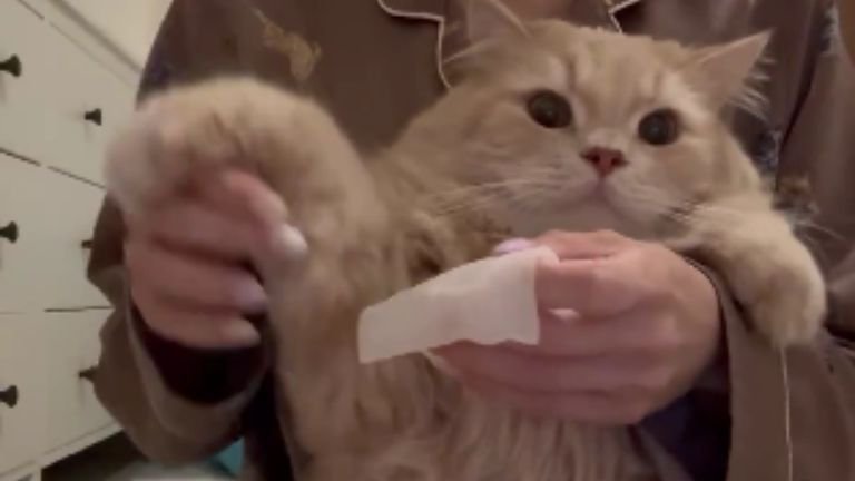 耳掃除している猫