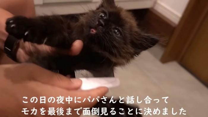 手でつかまれて仰向けになる子猫