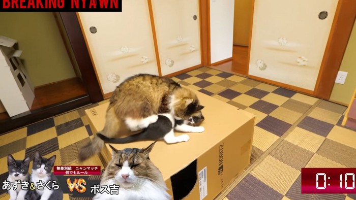 押さえつけられている猫