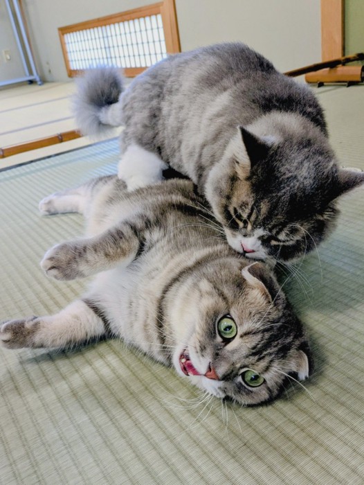 猫に背後から襲われる猫