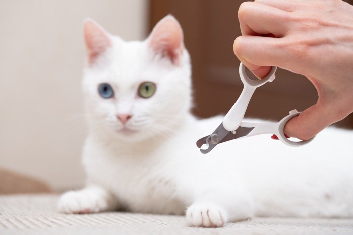 猫の爪を切ろうとする女性