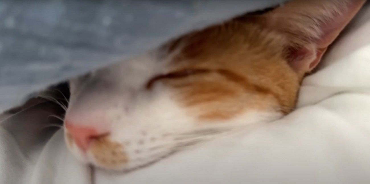 眠るチップくん