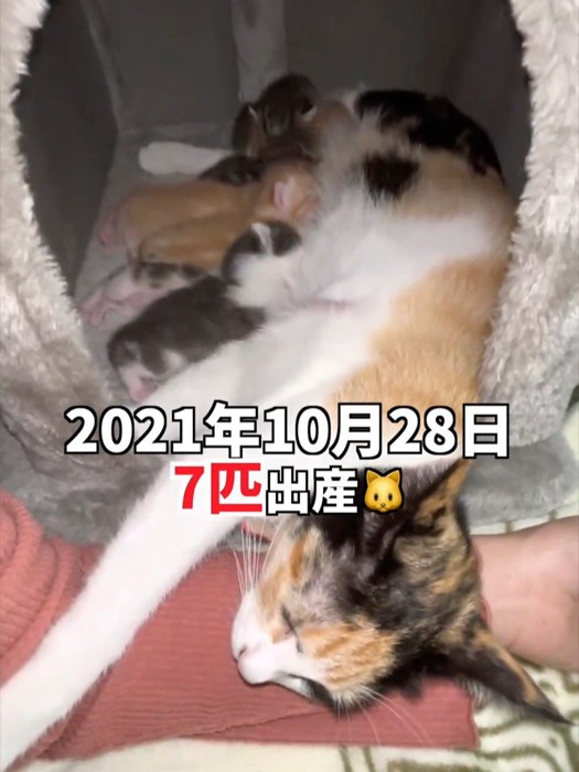 箱の中にいる猫の親子