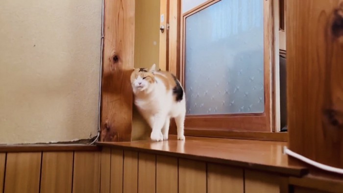 階段の上で柱に顔を擦り付ける三毛猫
