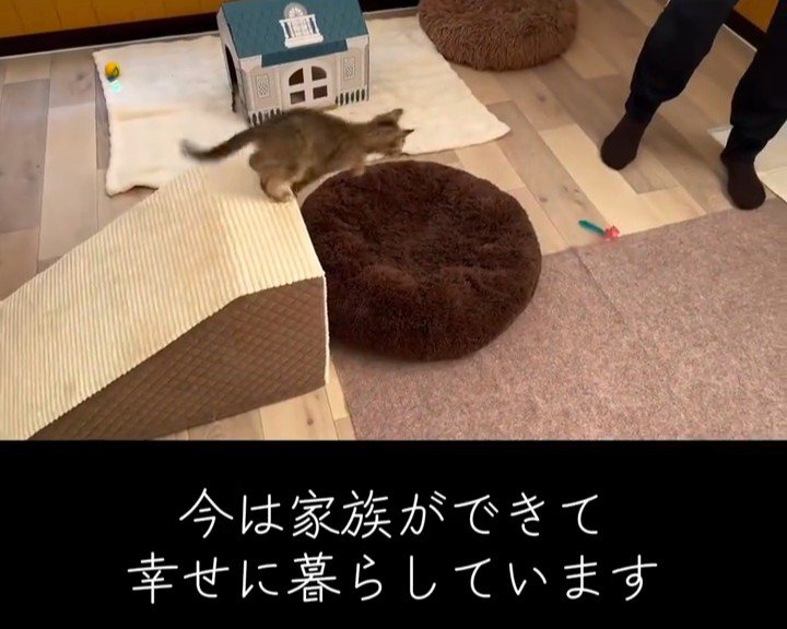 ジャンプする子猫
