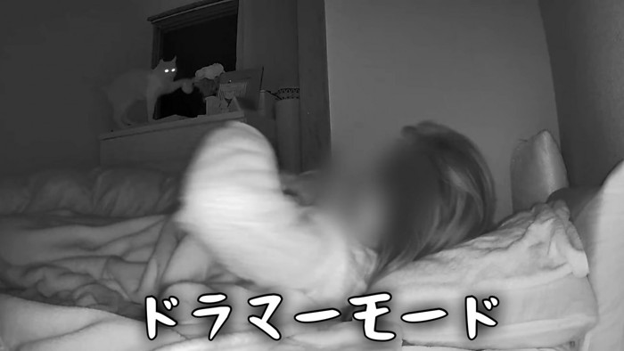 窓際から人を見る猫