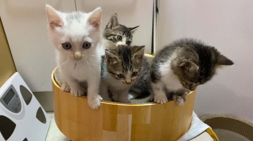 爪とぎにいる子猫たち