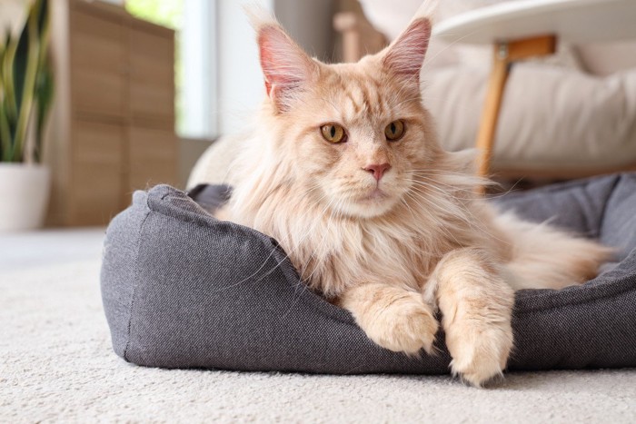 ベッドでくつろぐ猫