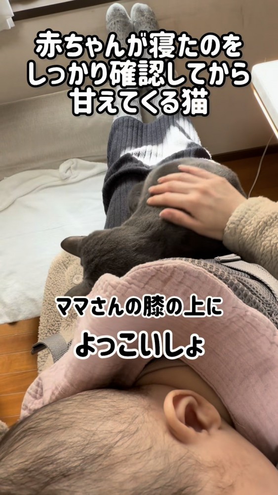 赤ちゃんを寝かすママの足の上に乗る保護猫