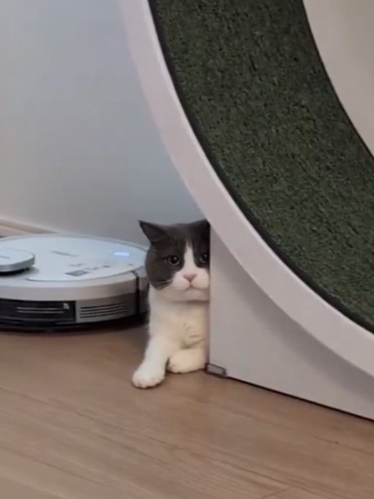 猫のドヤ顔のアップ