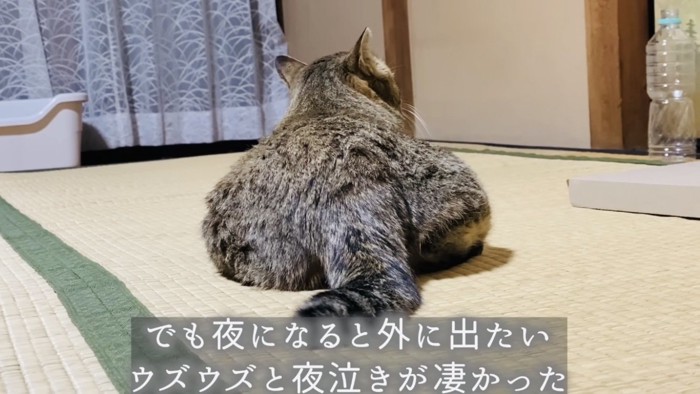 夜鳴きするサビ猫の後ろ姿