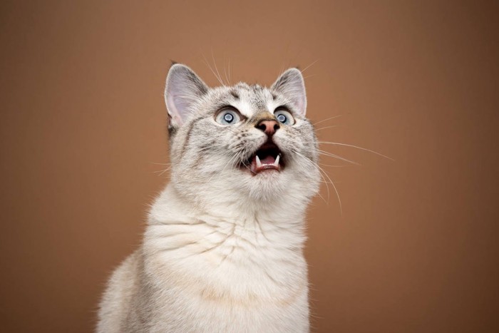 茶色をバックにクラッキング中の猫