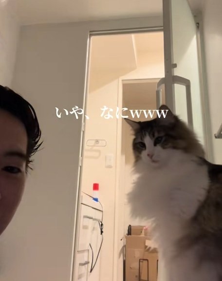 正面を見る飼い主とノルウェージャンフォレストキャット