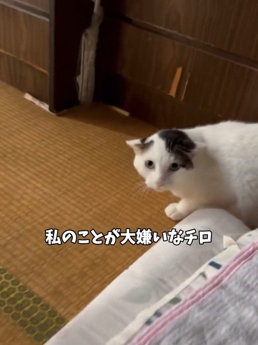 耳を倒す猫