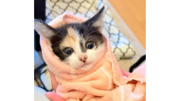 抱かれている子猫