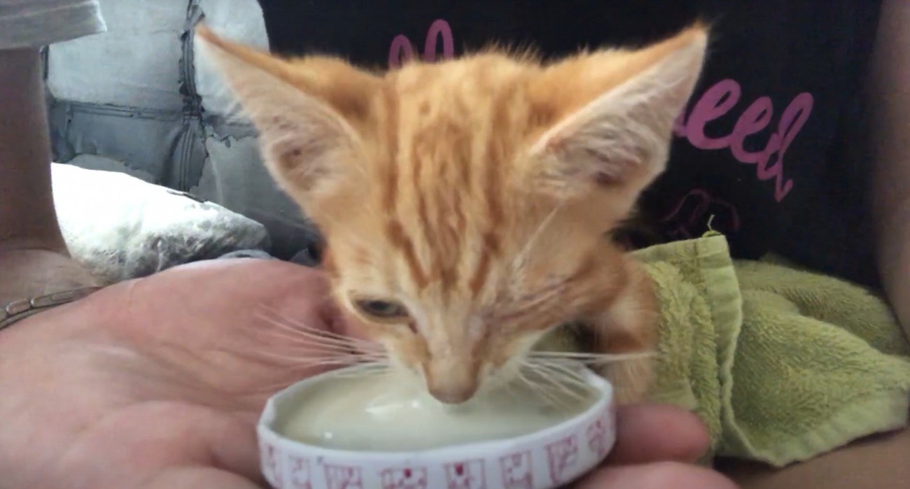 ミルクを飲む猫