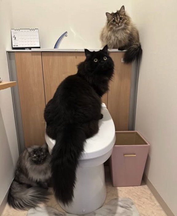 トイレにいる3匹の猫