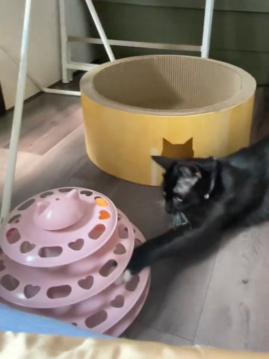 おもちゃで遊ぶ黒猫