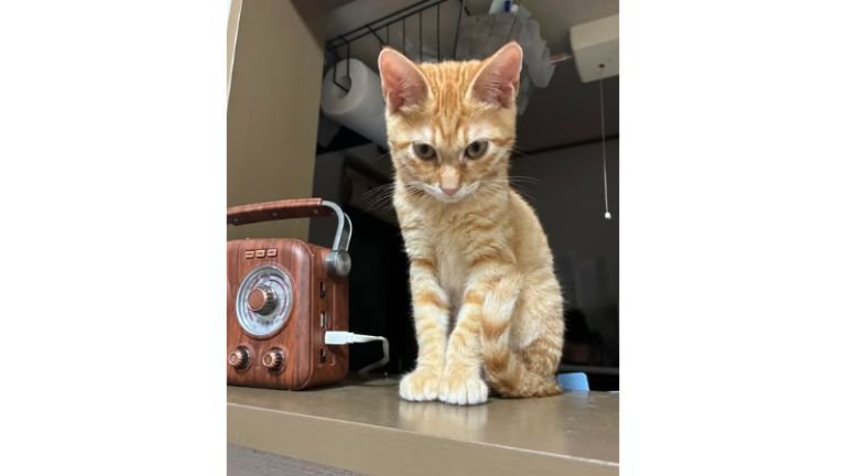 室内にいる猫