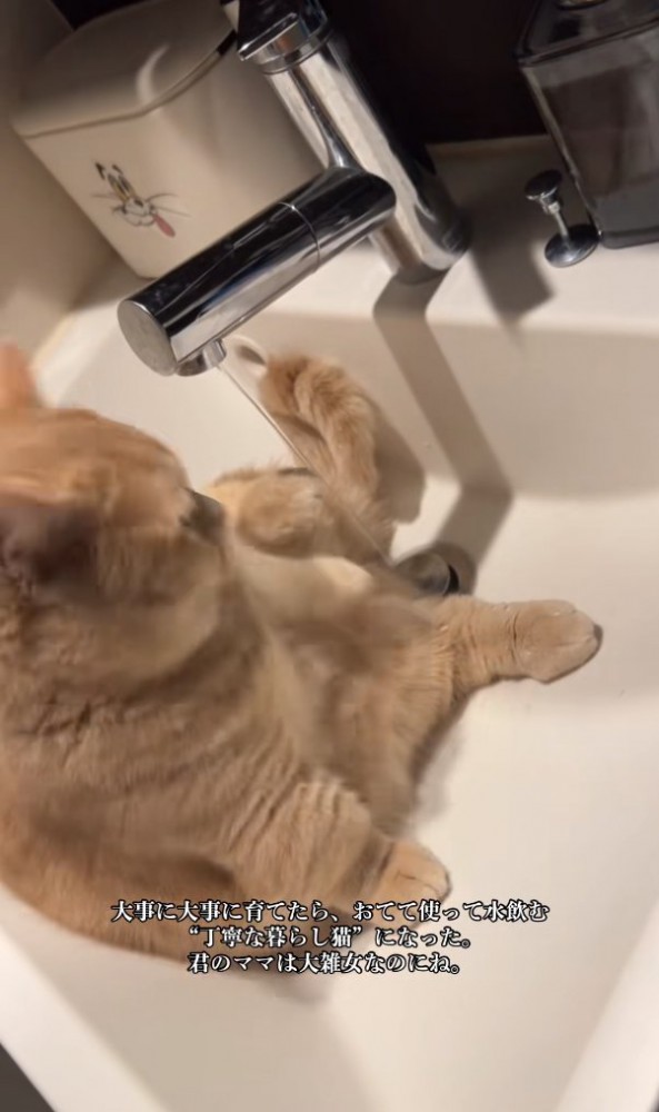 洗面ボウルの中でお座りしている猫