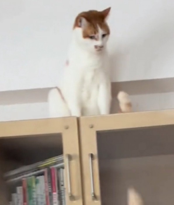 下を見つめる茶白猫