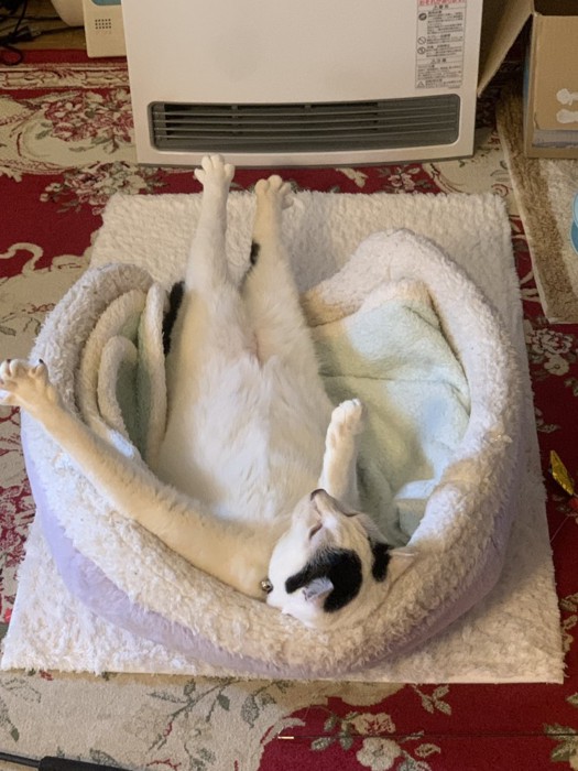 くつろぐ猫