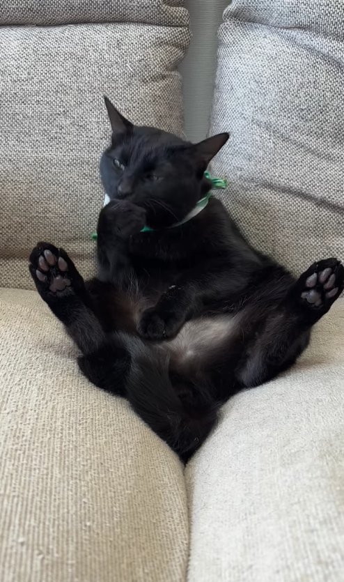 ソファに座って前足を舐めている黒猫