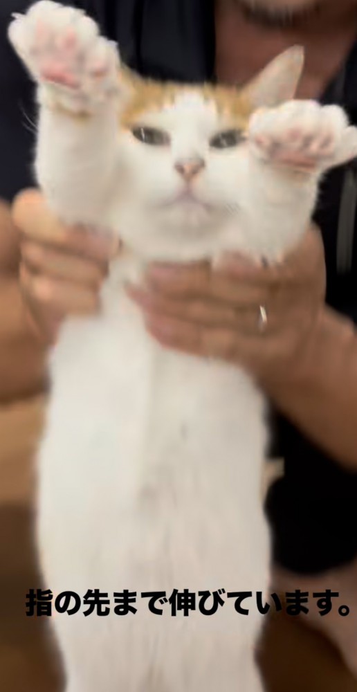 猫の顔アップの写真