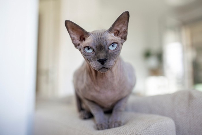 シュッとした輪郭のスフィンクス