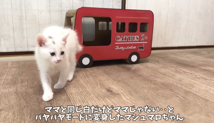 毛を逆立てる子猫